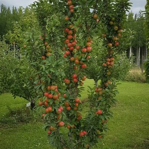 Nízkokmenná jabloň stĺpovitá (Malus domestica) ´ARBAT´- jesenná 50-60 cm - voľnokorenná